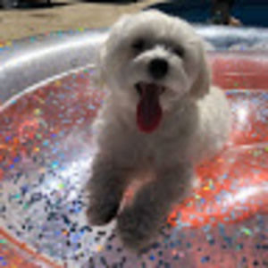 Meet your Posher, Sofia